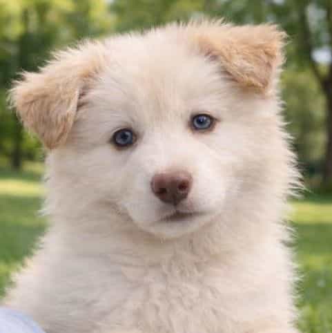 Stella  - German Shepherd Dog Female