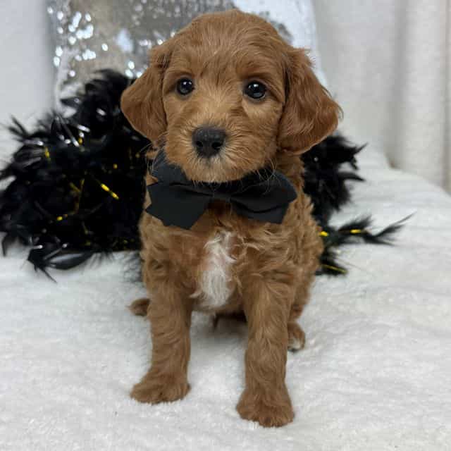 Brinley Black B - Goldendoodle Male