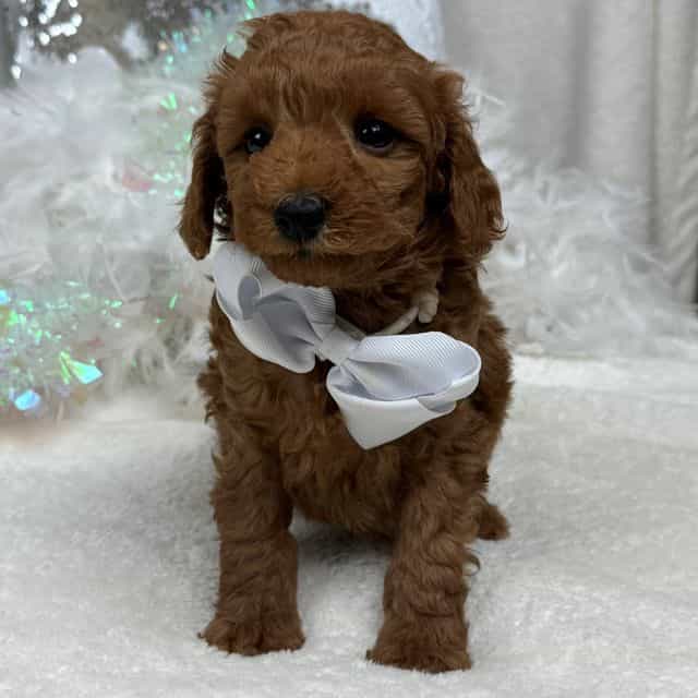 Brinley White B - Goldendoodle Male