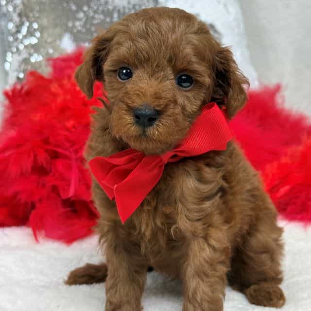 Brinley Red Boy - Goldendoodle Male