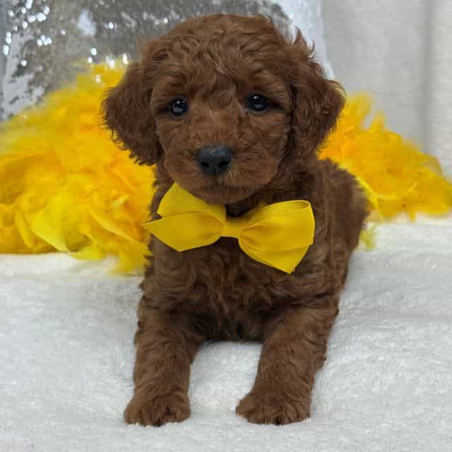 Brinley Yellow  - Goldendoodle Male