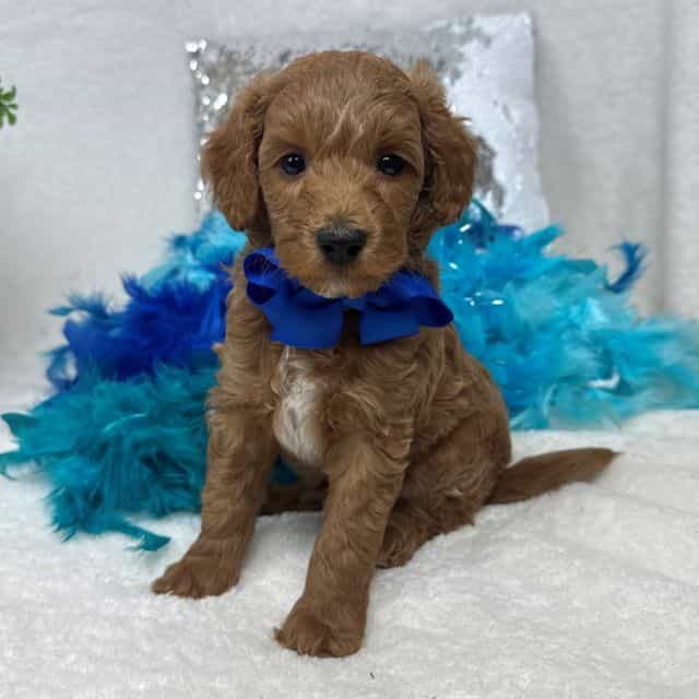 Brinley Blue Bo - Goldendoodle Male