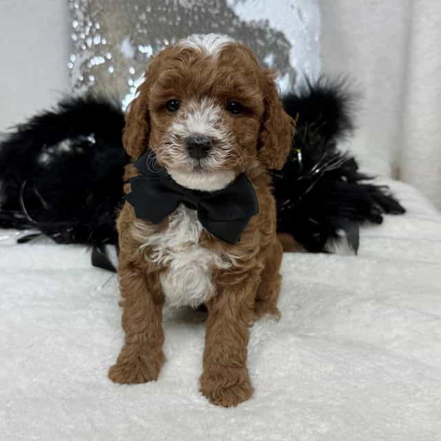 Tilly Black Boy - Toy Poodle Male