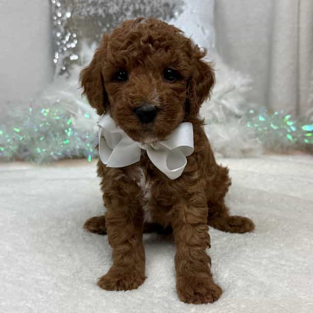 Tilly White Boy - Toy Poodle Male