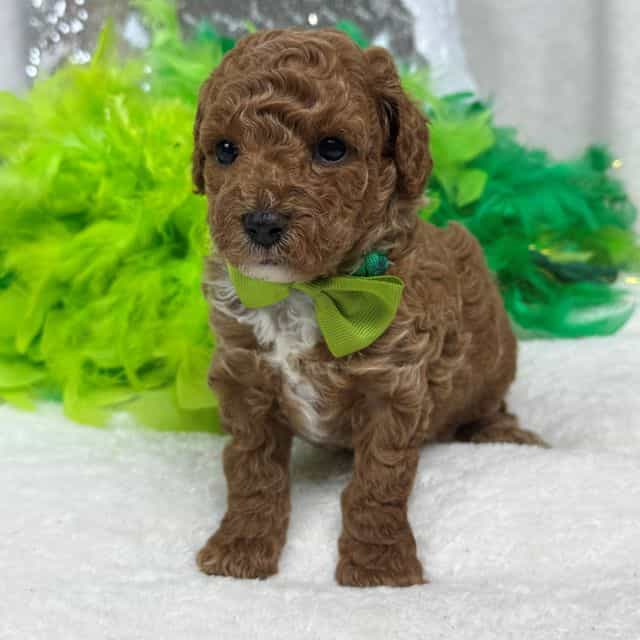 Jules Green Boy - Toy Poodle Male