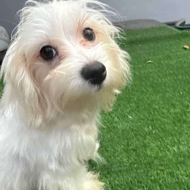 Noel - Maltese Male