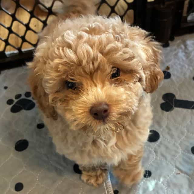 Annie  - Maltipoo Female