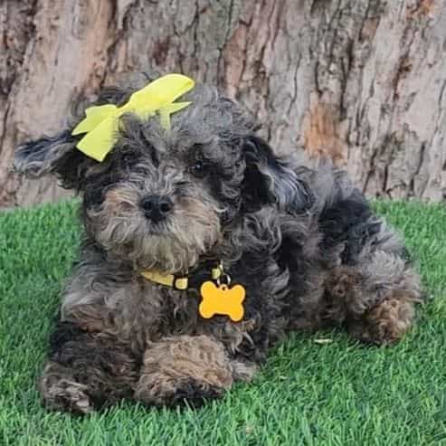 Pink Bow ( Mini - Toy Poodle Female