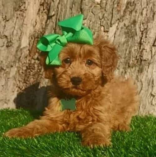 Abigail(mini) - Goldendoodle Female