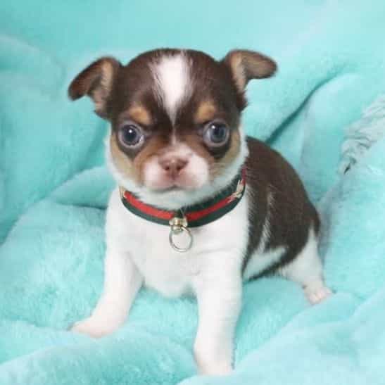 Cooper - Chihuahua Male