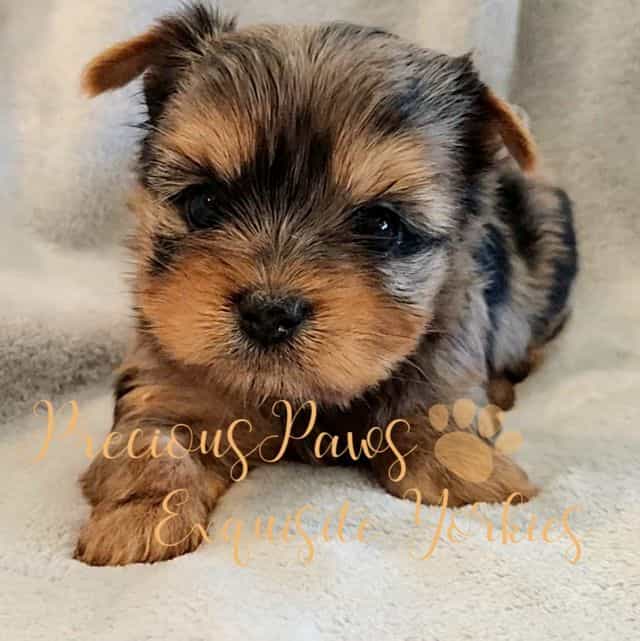 Jolie - Yorkshire Terrier Female