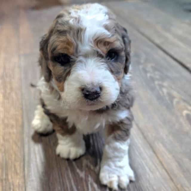 Leo - Bernedoodle Male