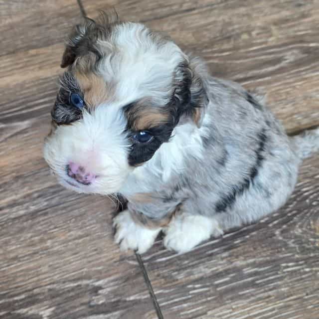 Mikey - Bernedoodle Male