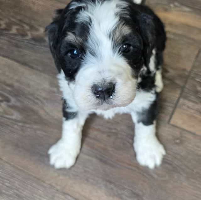 Moose - Bernedoodle Male