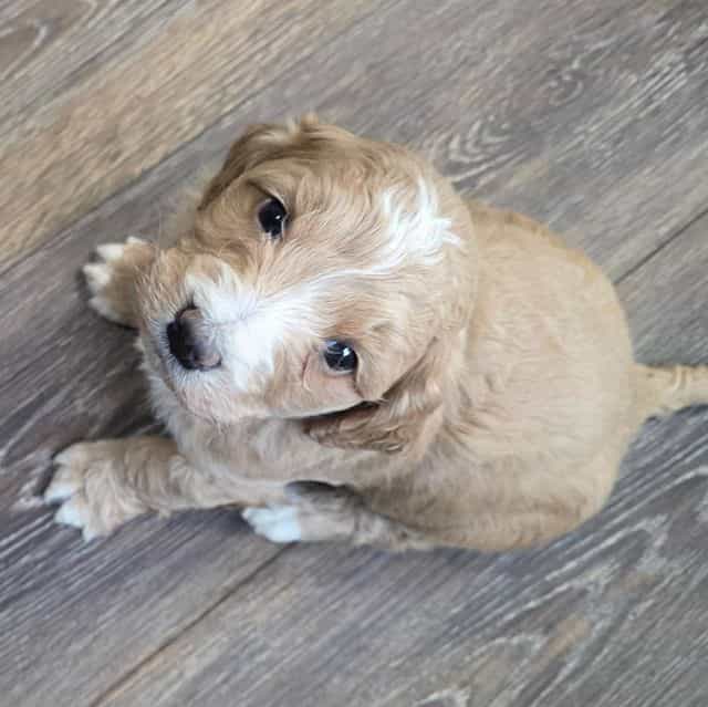 Mae - Bernedoodle Female