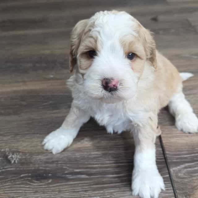 Arrow - Bernedoodle Male