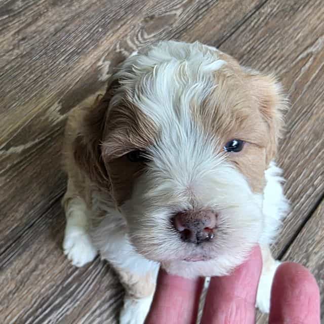Chia - Bernedoodle Female