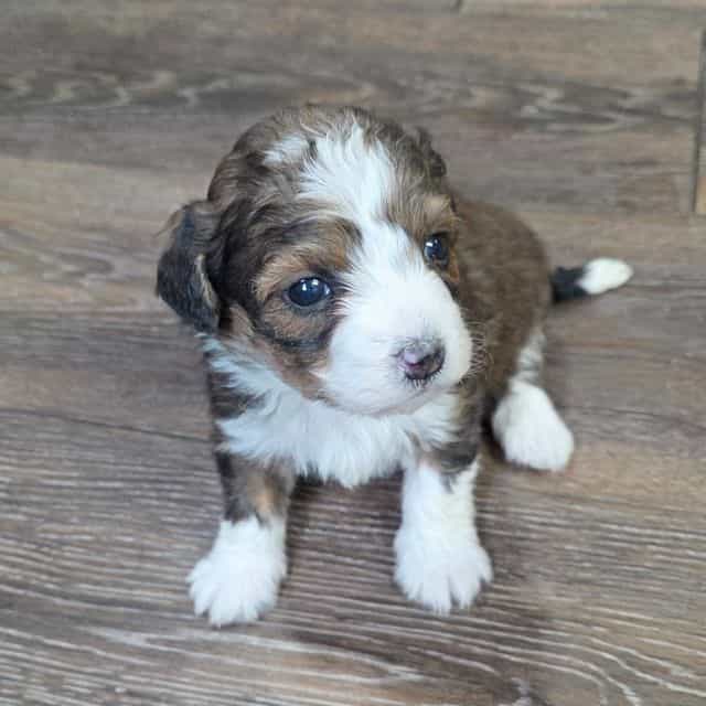 Peanut - Bernedoodle Female