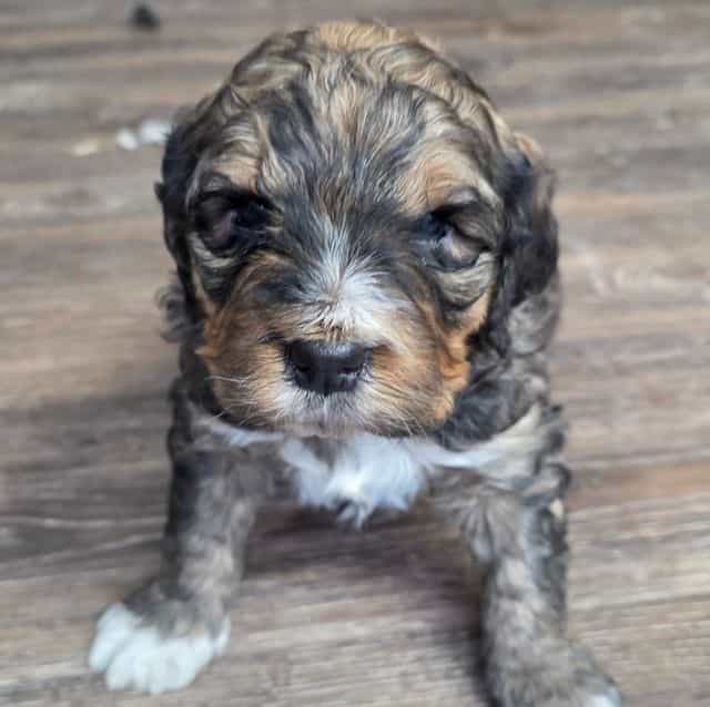 Valentino - Bernedoodle Male