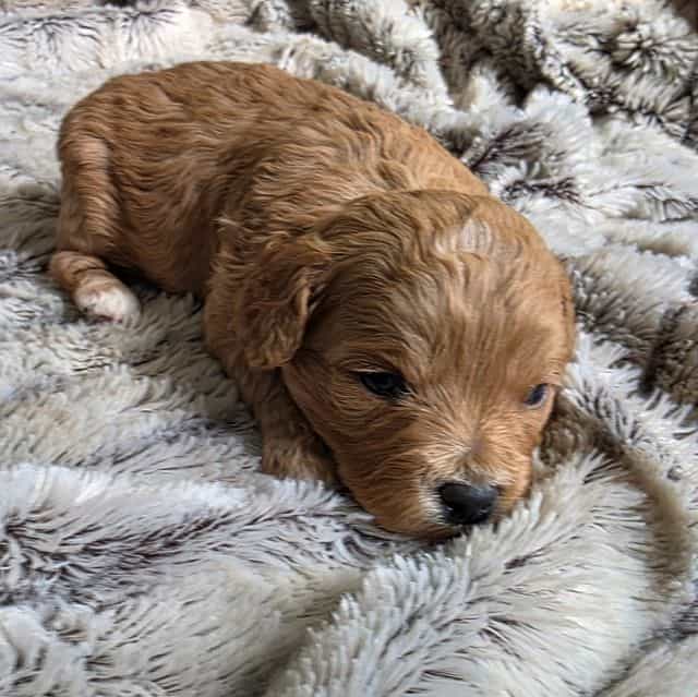 Penny - Cavapoo Female