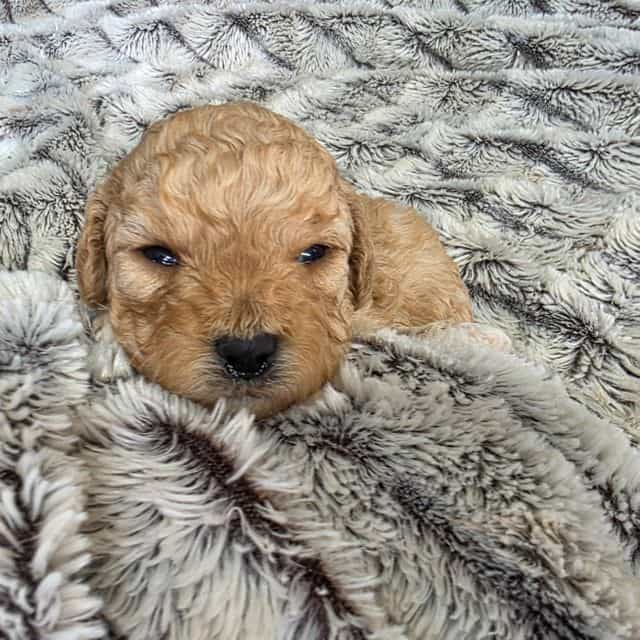Hank - Cavapoo Male