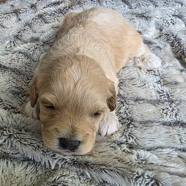 Lady - Cavapoo Female