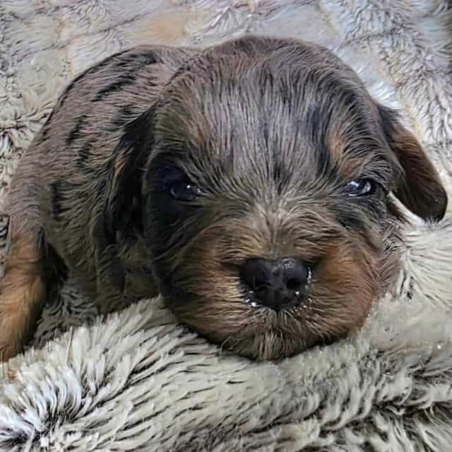 Lainey - Cavapoo Female