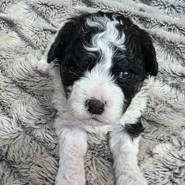Bessie - Cavapoo Female