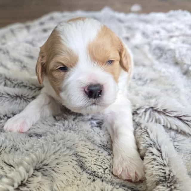 Bubbles - Cavapoo Male