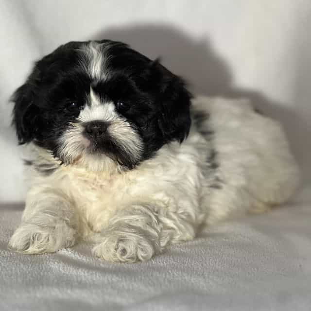 James - Shichon Male