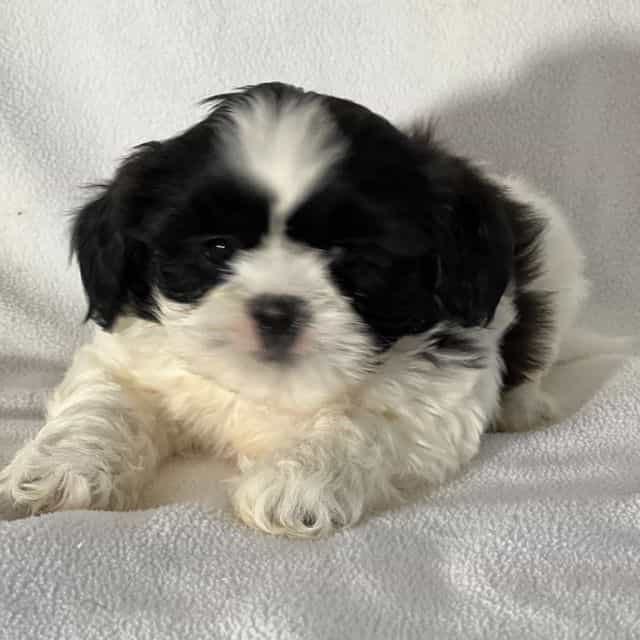 Johnny - Shichon Male