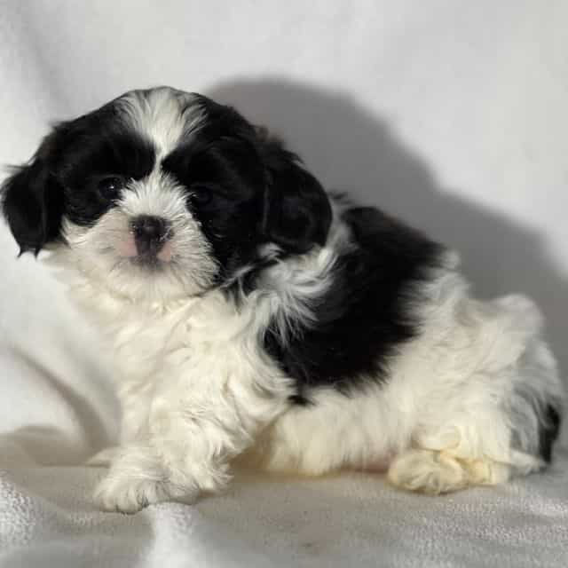 Jesse - Shichon Male