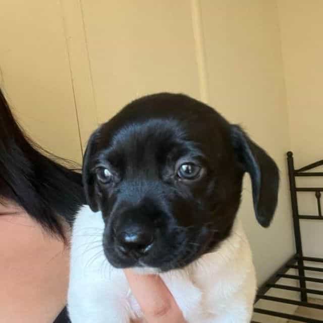 Rocket - Rat Terrier Male