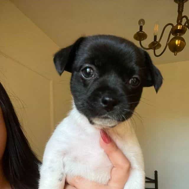 Daisey - Rat Terrier Female
