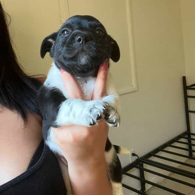 Pepper - Rat Terrier Male