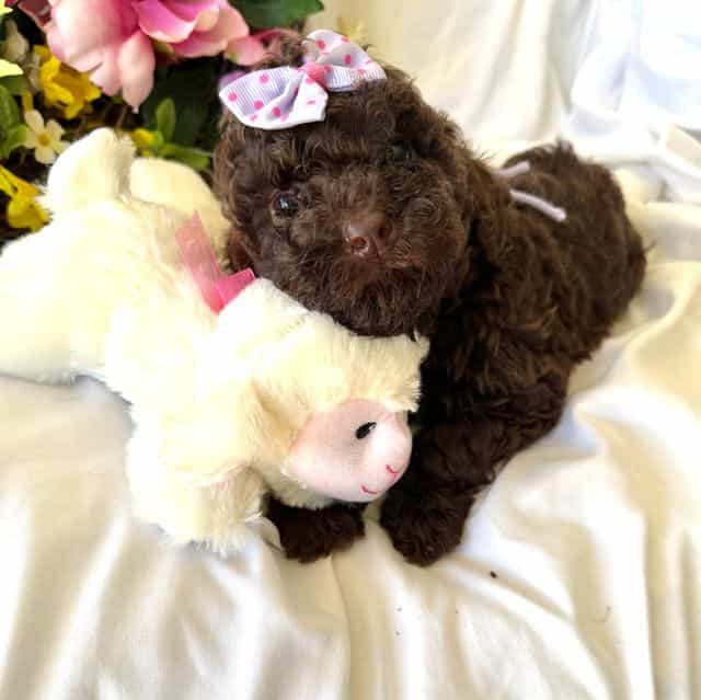 Jolly - Labradoodle Female