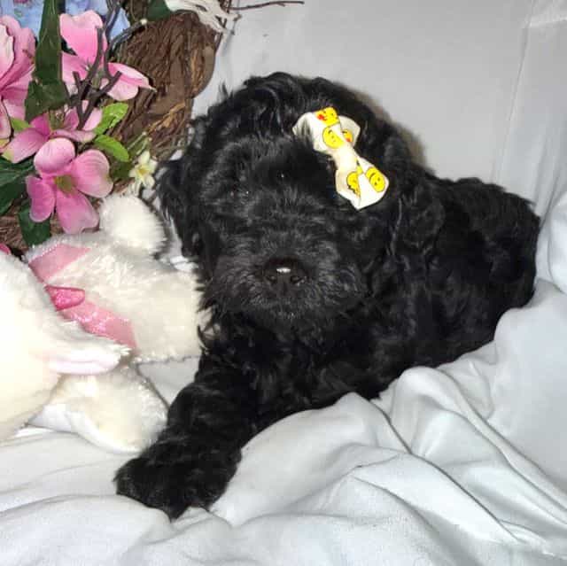 Onyx - Labradoodle Female