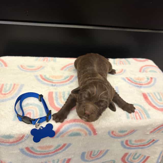 Bear - Newfoundland Male