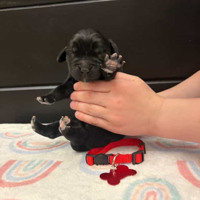 Bae  - Newfoundland Female