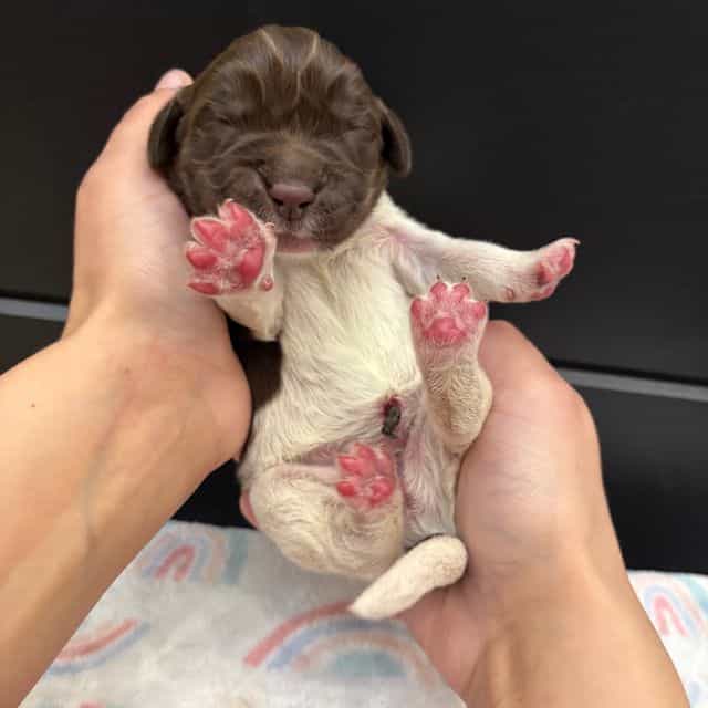 Barbie - Newfoundland Female