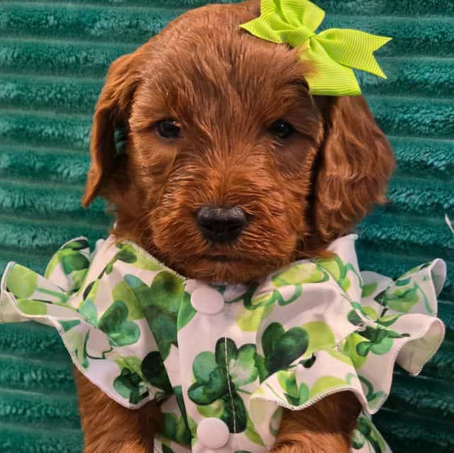 Poppy-mini - Goldendoodle Female