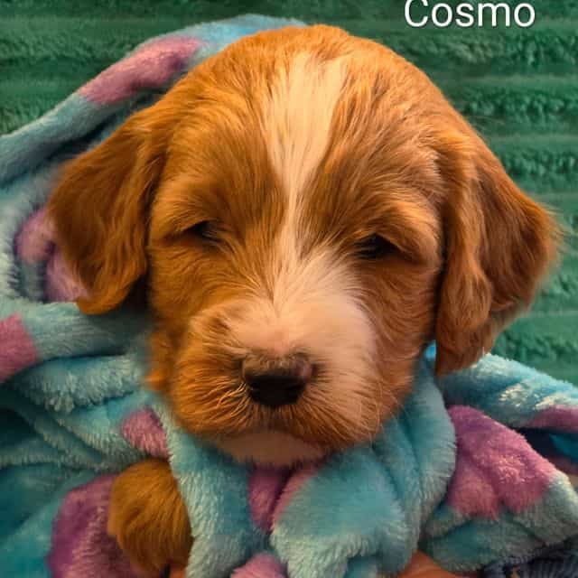 Cosmo-mini - Goldendoodle Male