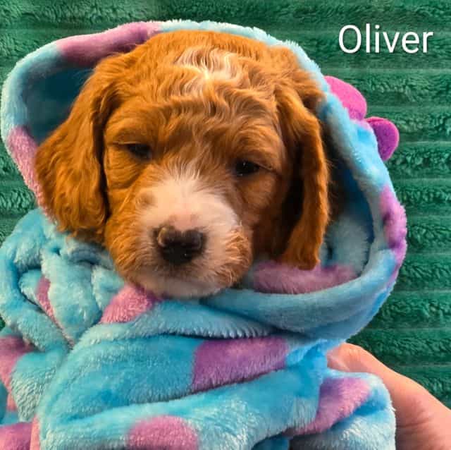 Oliver-mini - Goldendoodle Male