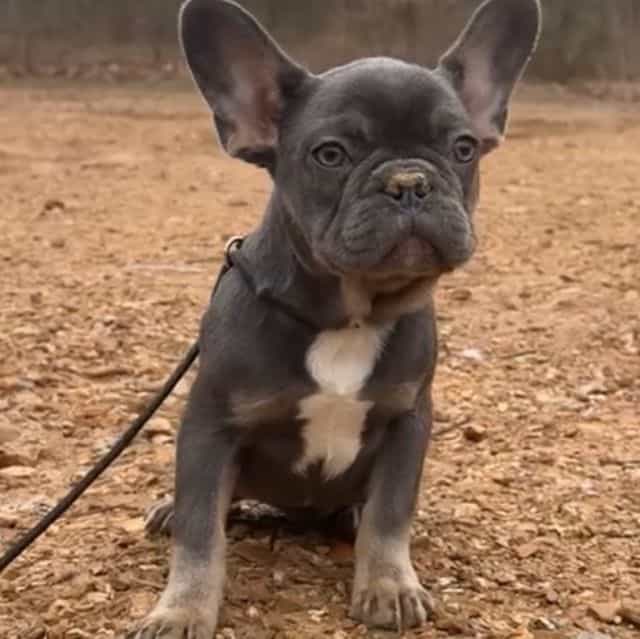 Evie - French Bulldog Female