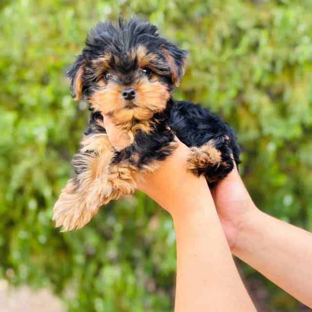 Zues - Yorkshire Terrier Male