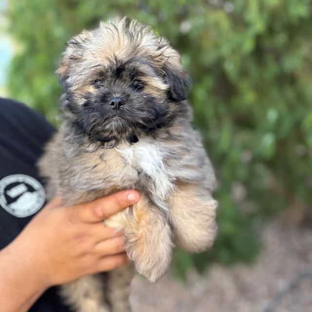 Toby - Shiranian Male