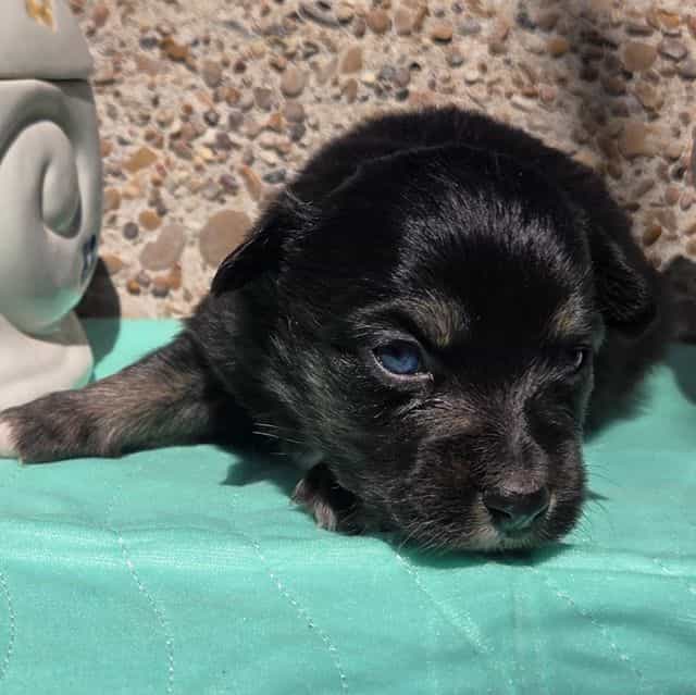 Paisley - Miniature American Shepherd (Mini Aussie) Female