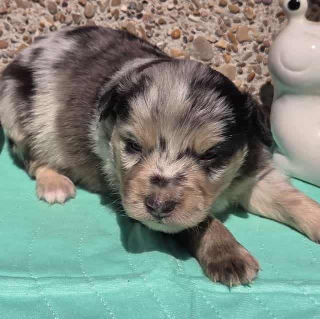 Prince - Miniature American Shepherd (Mini Aussie) Male