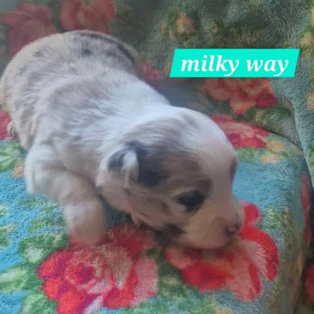 Milky way - Australian Shepherd Female