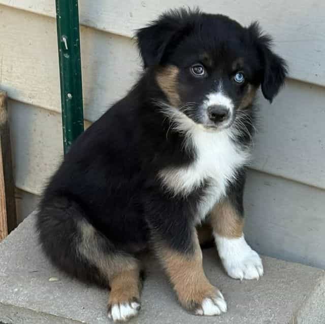Orgeon - Australian Shepherd Female